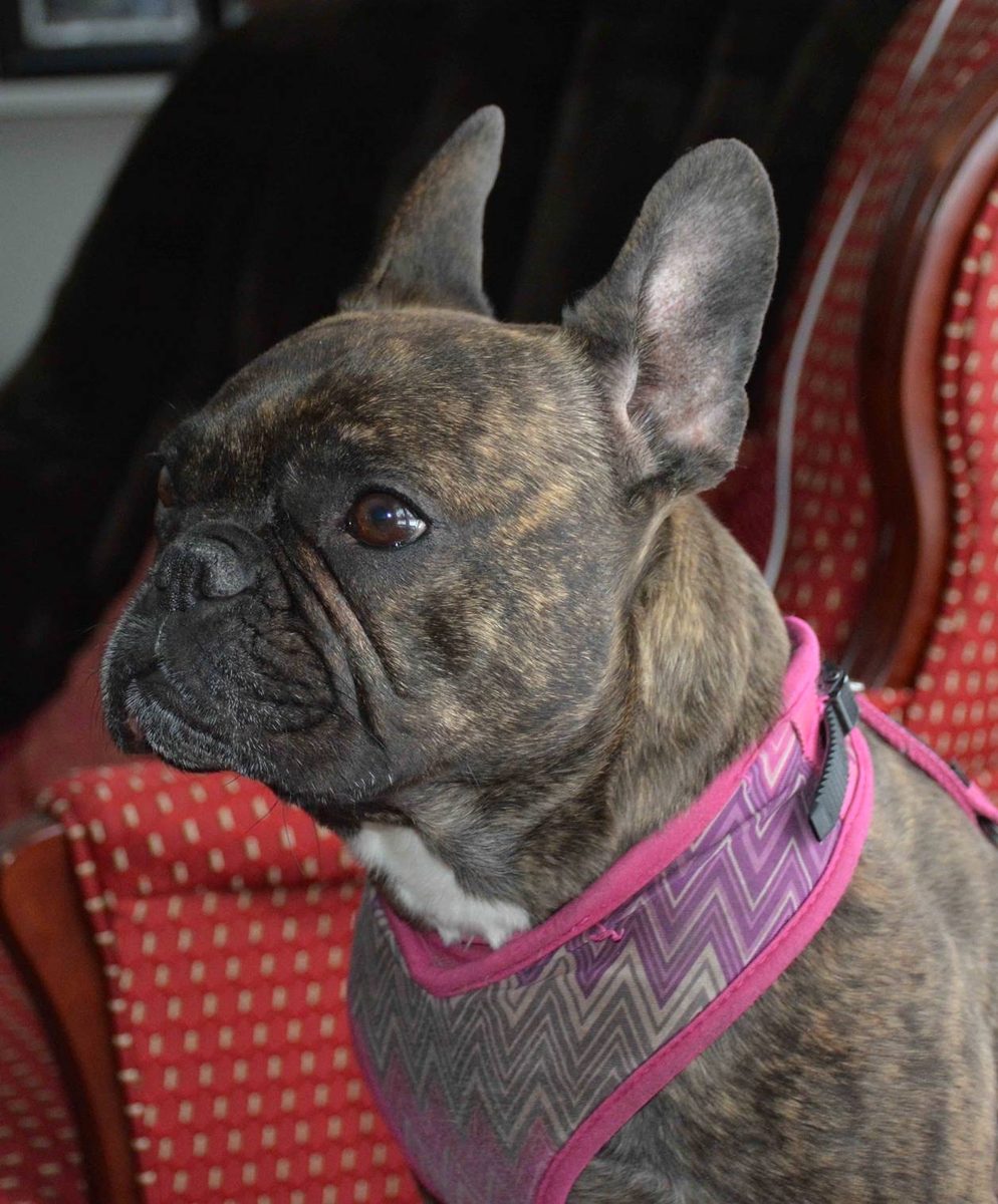 Bella the French bulldog in her pink harness