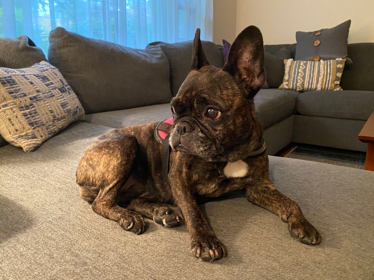 Bella the French bulldog keeping watch from the couch