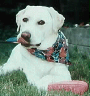 Holly, the original Four Seasons yellow Labrador