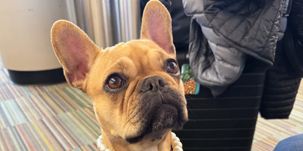 Sophie the French bulldog — the Four Seasons shop dog